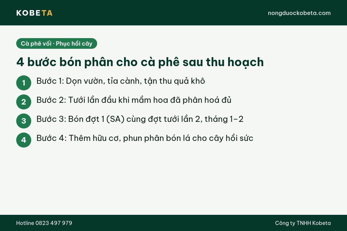 4 bước bón phân cho cà phê sau thu hoạch phục hồi cây
