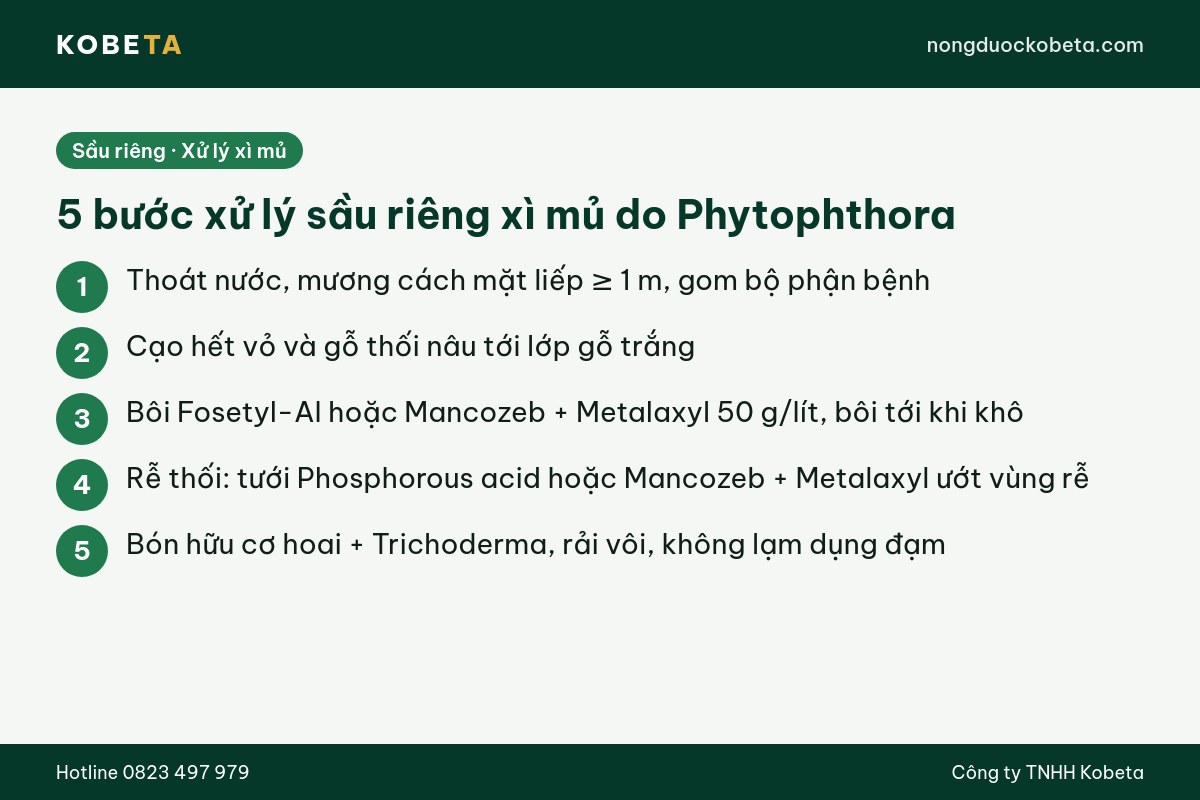 5 bước xử lý sầu riêng bị nấm Phytophthora xì mủ