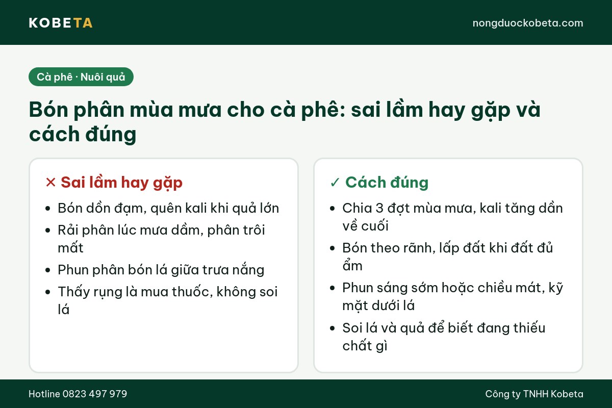 So sánh sai lầm và cách bón phân đúng để cà phê bớt rụng quả non