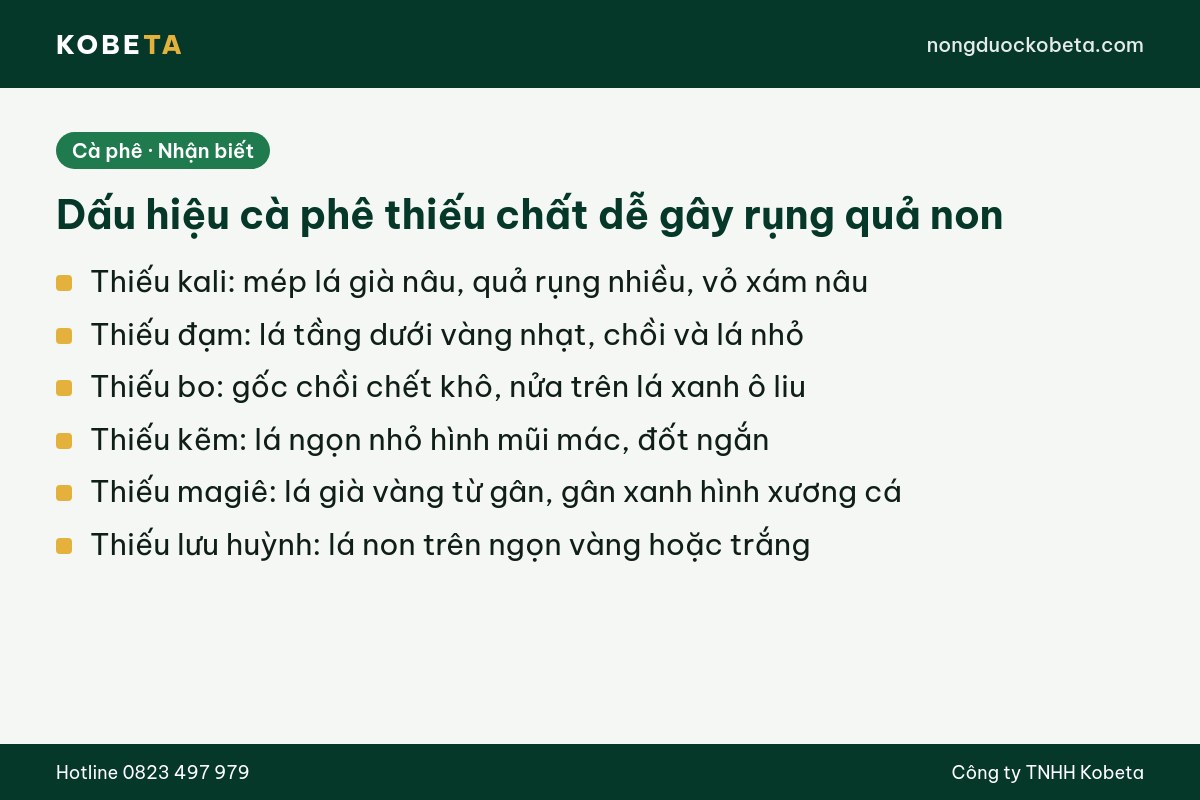 Dấu hiệu cà phê thiếu dinh dưỡng gây rụng quả non trên lá và quả