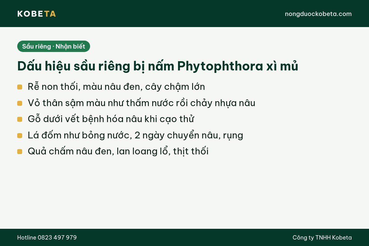 Dấu hiệu sầu riêng bị nấm Phytophthora xì mủ trên rễ, thân, lá, quả