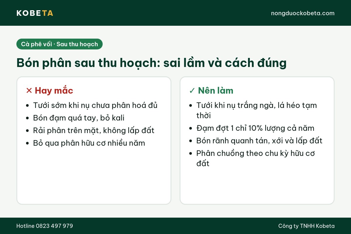 Sai lầm hay gặp khi bón phân cho cà phê sau thu hoạch và cách đúng