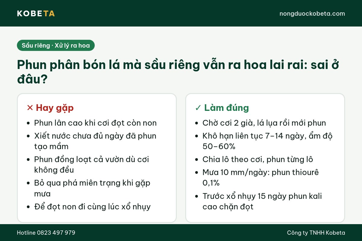 So sánh sai lầm và cách làm đúng khi phun phân bón lá cho sầu riêng ra hoa