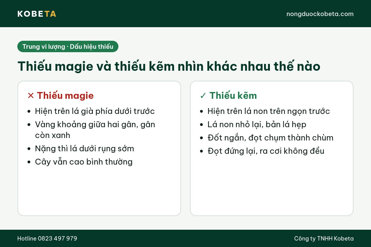 So sánh dấu hiệu cây thiếu magie và thiếu kẽm trên lá