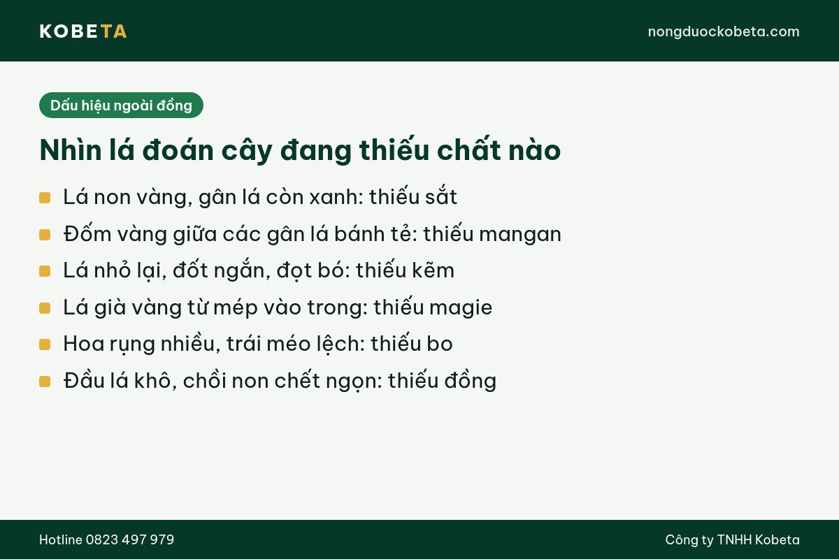 Dấu hiệu cây trồng thiếu vi lượng nhìn trên lá