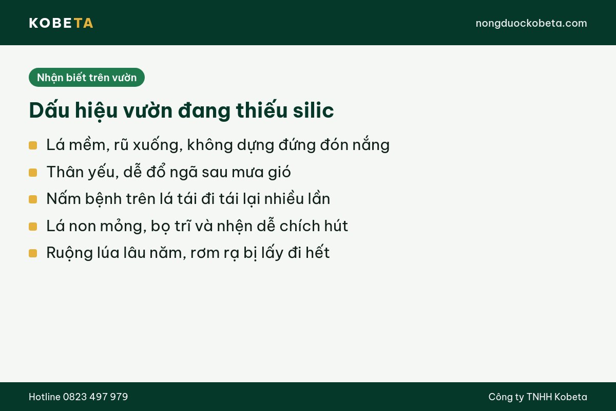 Dấu hiệu cây trồng thiếu silic trên lá và thân
