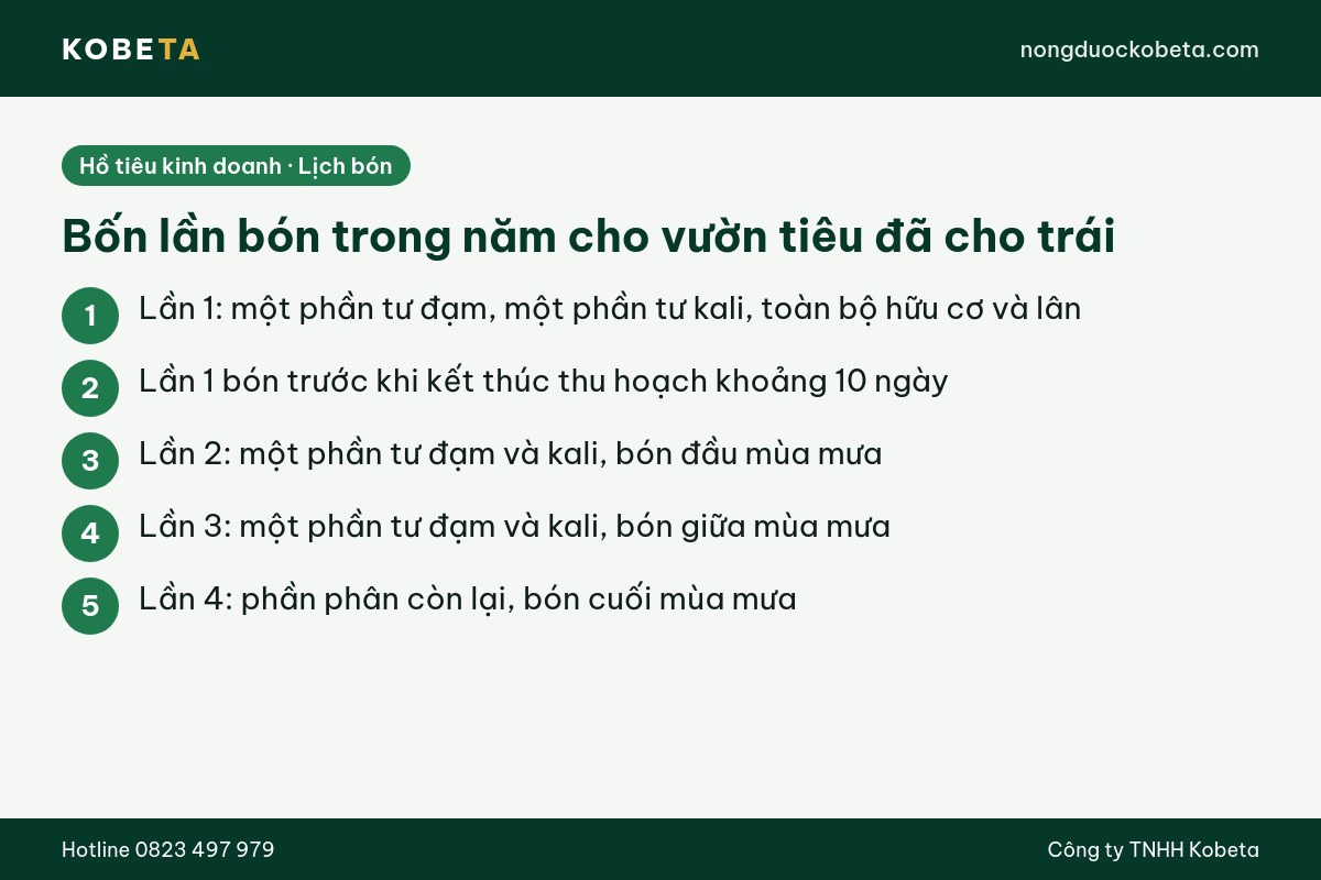 Bốn lần bón phân trong năm cho vườn hồ tiêu kinh doanh đã cho trái