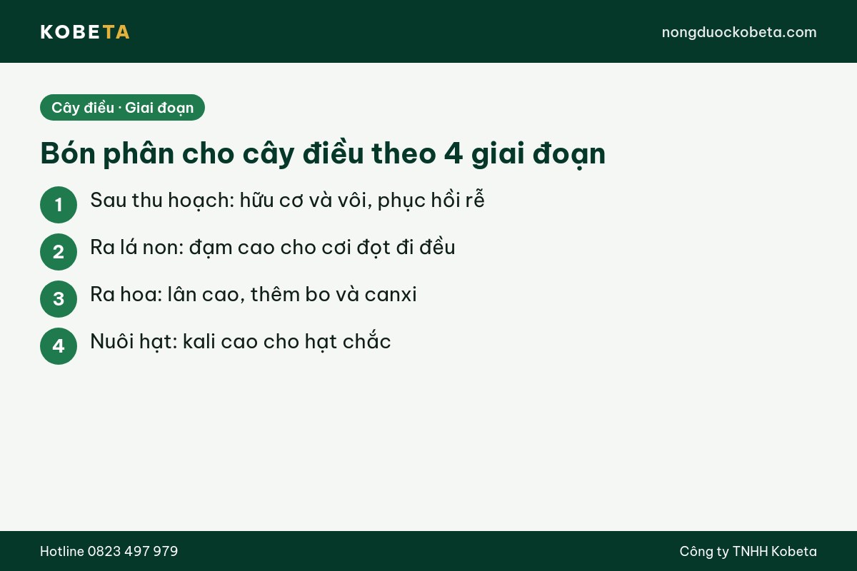 Bón phân cho cây điều theo 4 giai đoạn: sau thu hoạch, ra lá, ra hoa, nuôi hạt