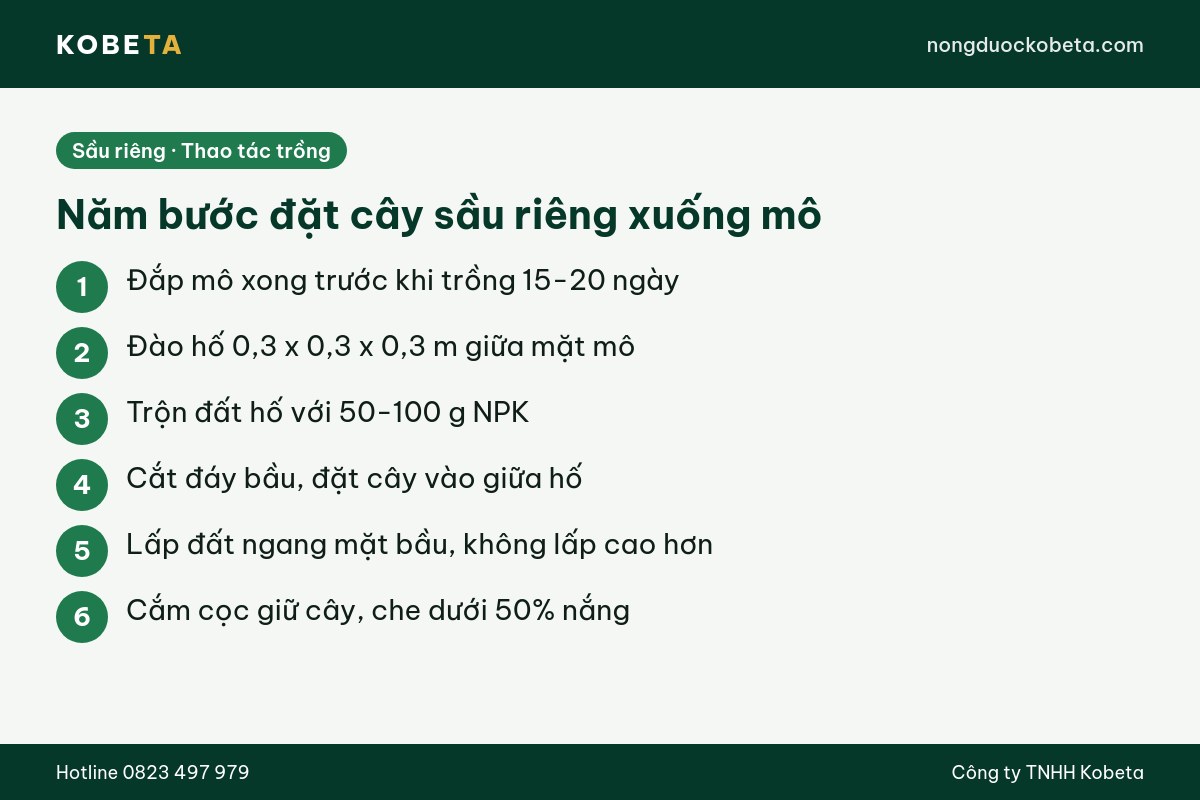 Các bước đặt cây sầu riêng xuống mô khi trồng mới