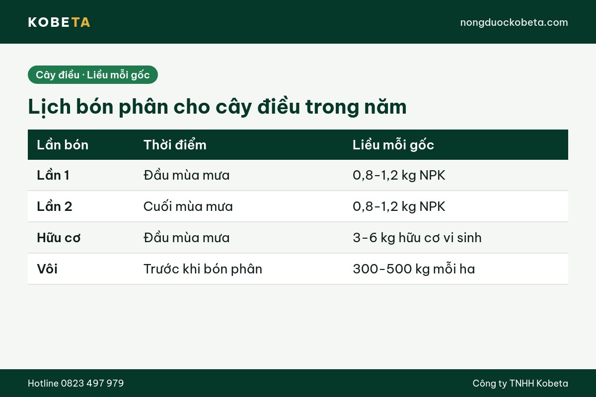 Lịch bón phân cho cây điều: 2 lần NPK 0,8-1,2 kg mỗi gốc, hữu cơ và vôi