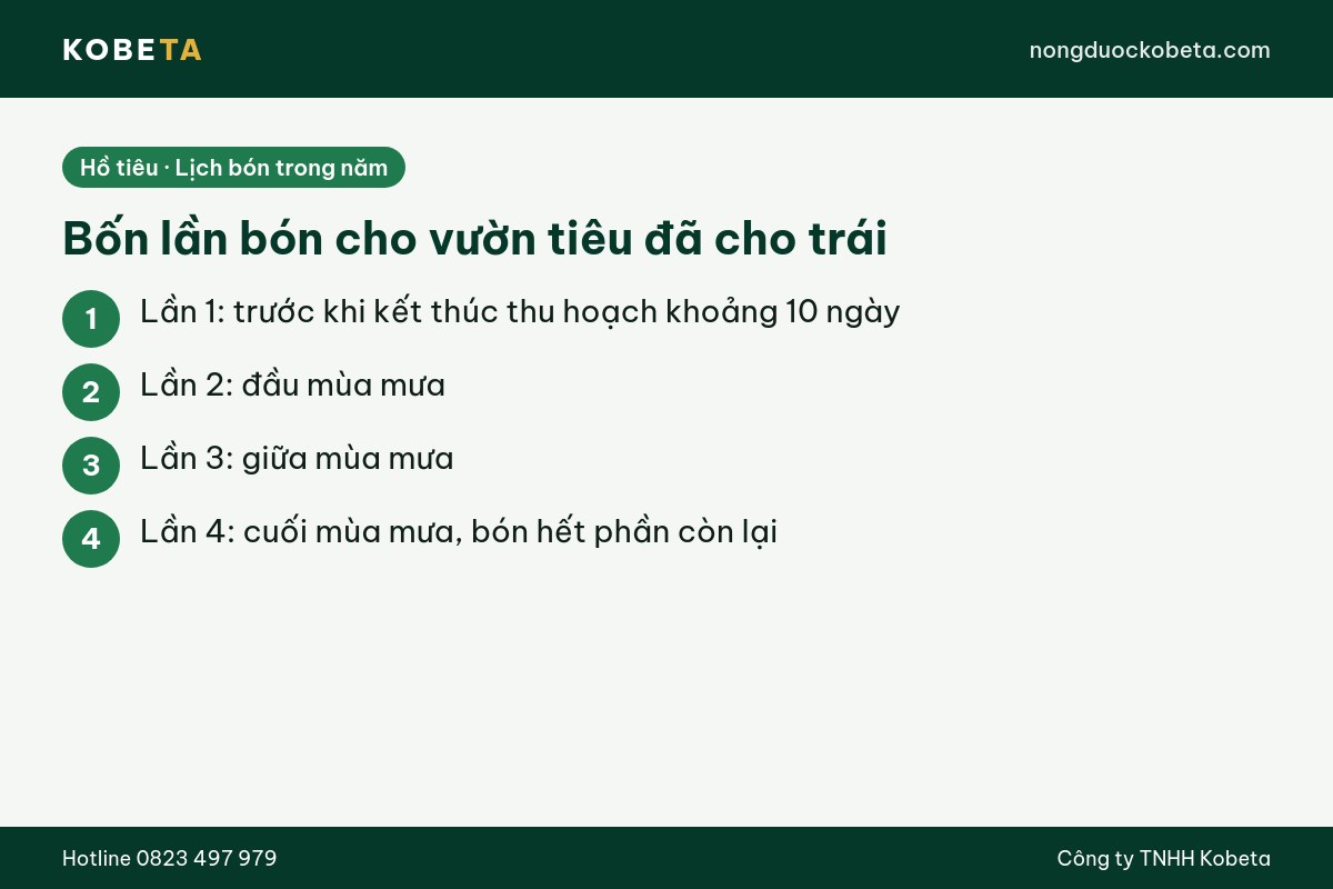 Bốn lần bón phân cho vườn hồ tiêu kinh doanh đã cho trái theo mùa mưa