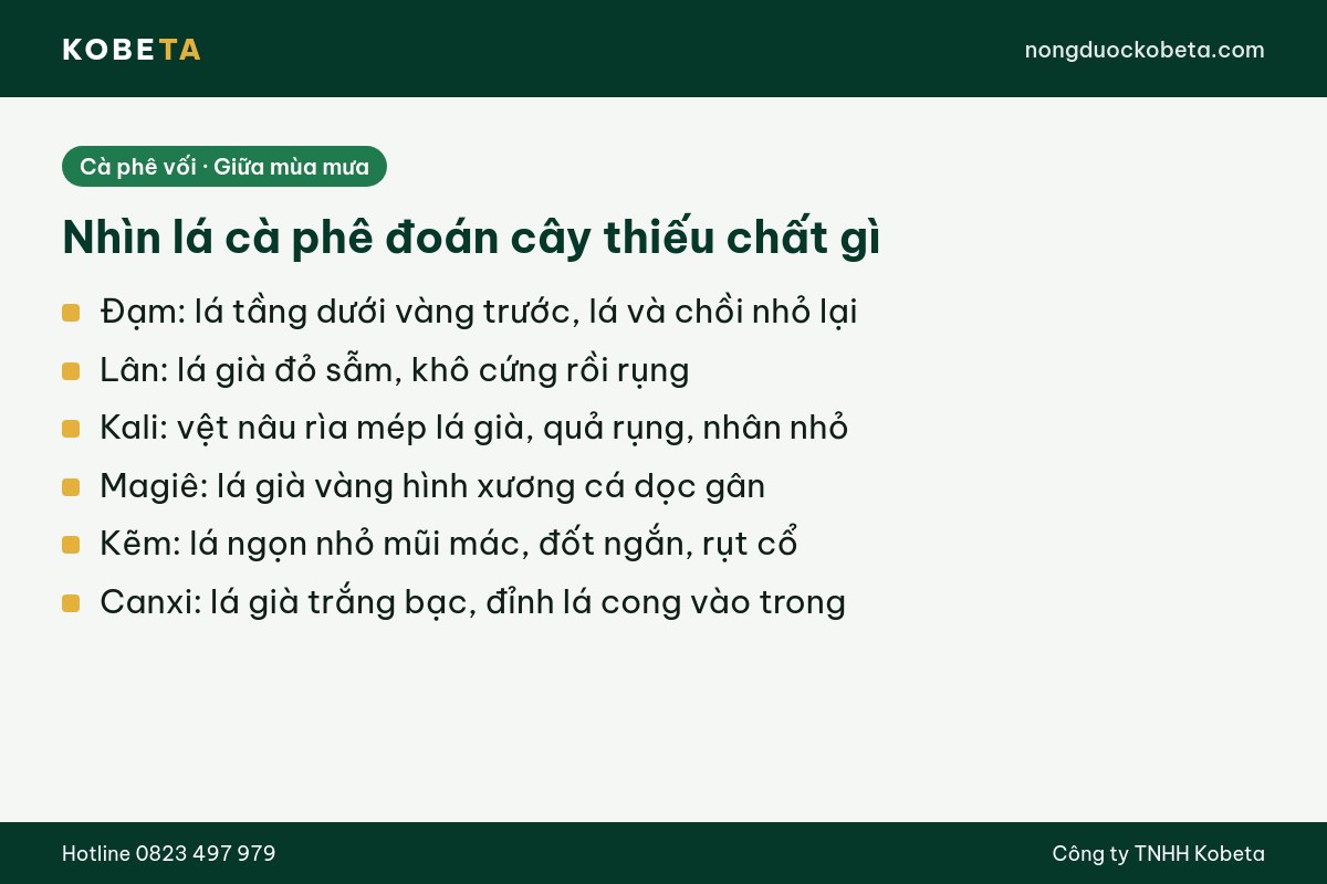Dấu hiệu cà phê thiếu đạm lân kali magie kẽm canxi nhìn trên lá giữa mùa mưa