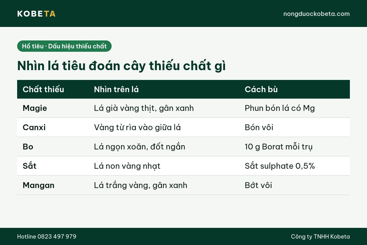 Bảng dấu hiệu cây hồ tiêu thiếu trung vi lượng nhìn trên lá