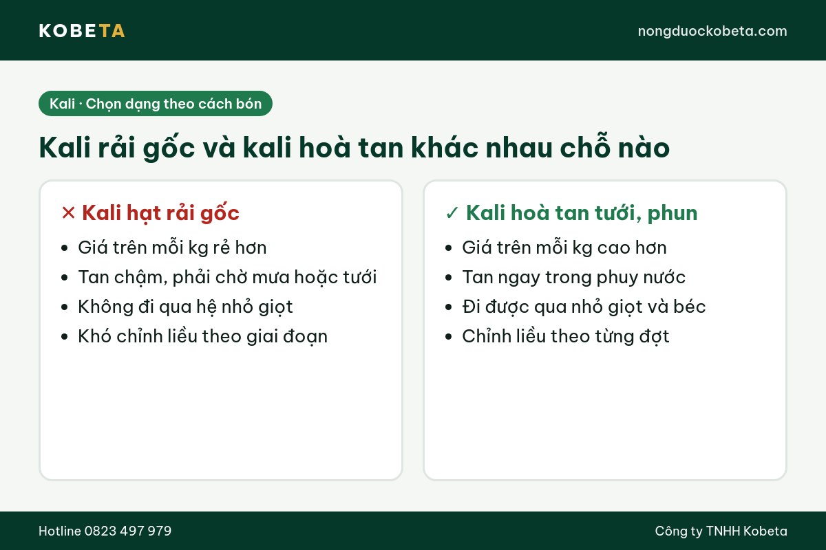 So sánh phân kali hạt rải gốc với phân kali hoà tan tưới phun