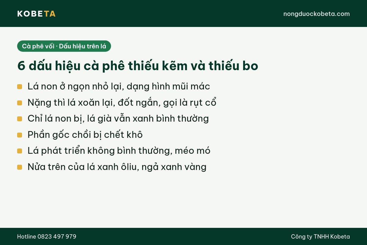 Sáu dấu hiệu cà phê thiếu kẽm bo trên lá non và chồi ngọn