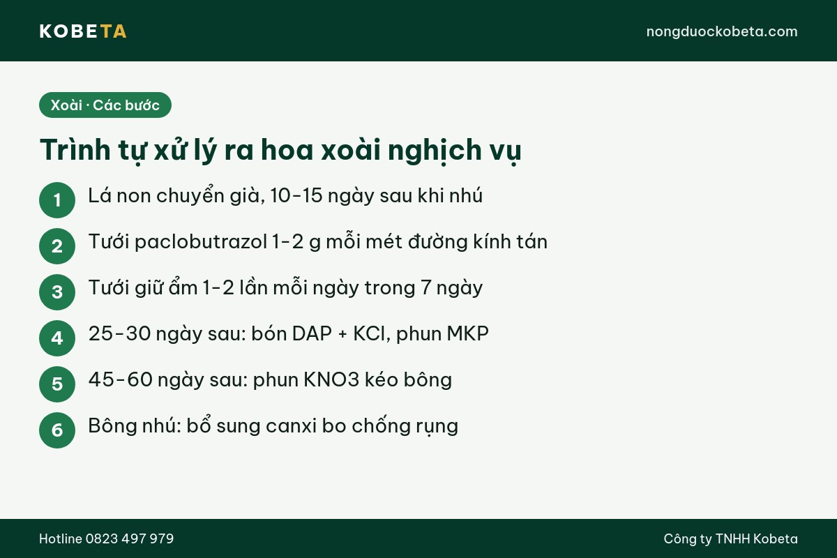 Trình tự xử lý ra hoa xoài nghịch vụ bằng thuốc kích bông xoài
