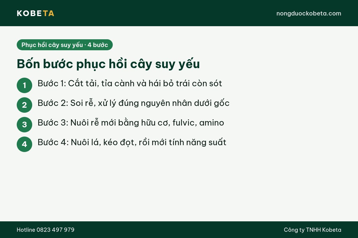 Bốn bước phục hồi cây suy yếu từ cắt tải tới nuôi rễ và kéo đọt