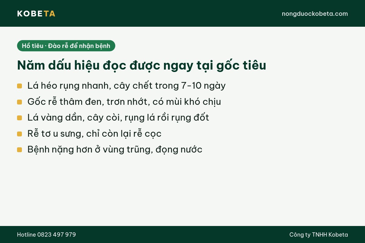 Năm dấu hiệu nhận biết bệnh chết nhanh chết chậm trên hồ tiêu