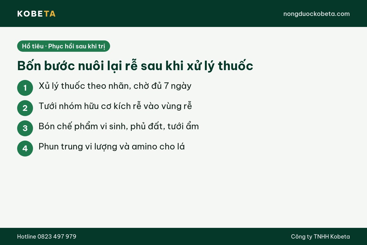 Bốn bước nuôi lại bộ rễ hồ tiêu sau khi xử lý thuốc trị bệnh