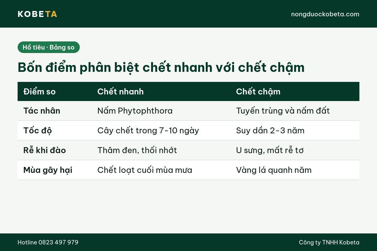 Bảng phân biệt bệnh chết nhanh và chết chậm trên hồ tiêu