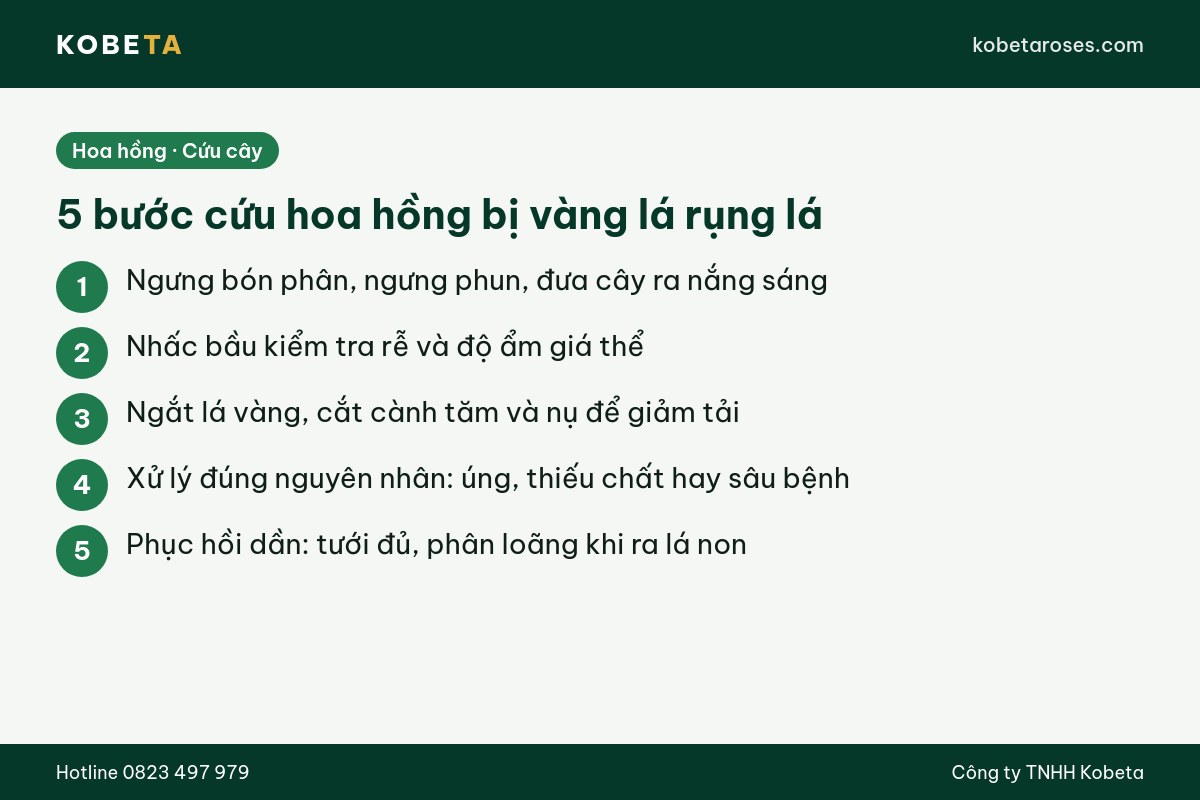 Hình ảnh bài viết