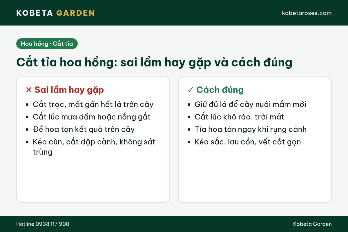 Hình ảnh bài viết