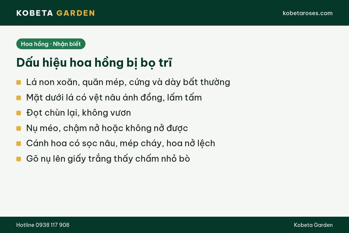 Hình ảnh bài viết