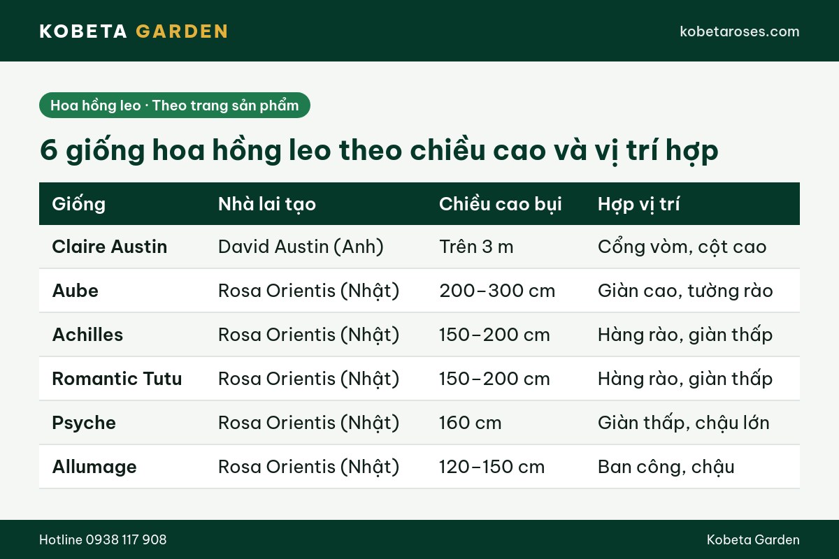 Hình ảnh bài viết