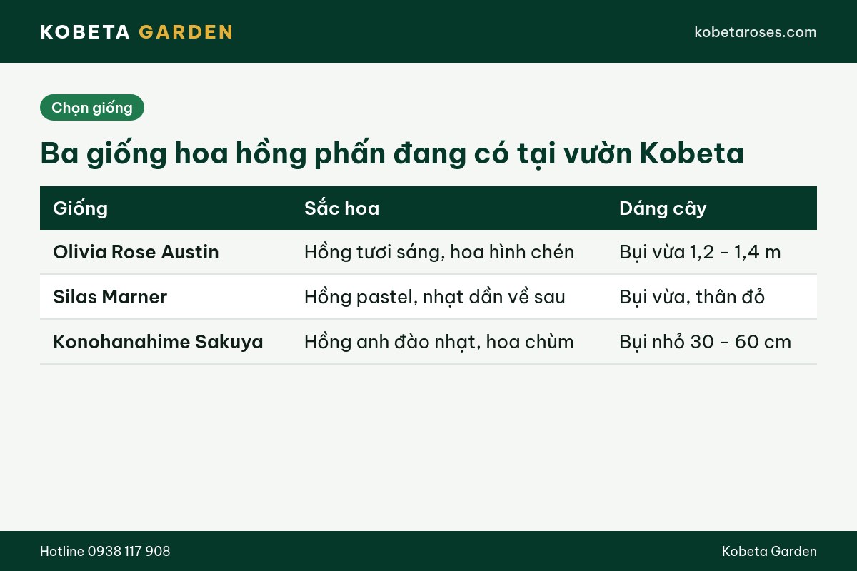 Hình ảnh bài viết