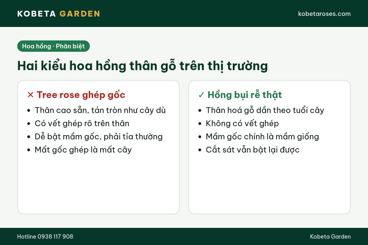 Hình ảnh bài viết