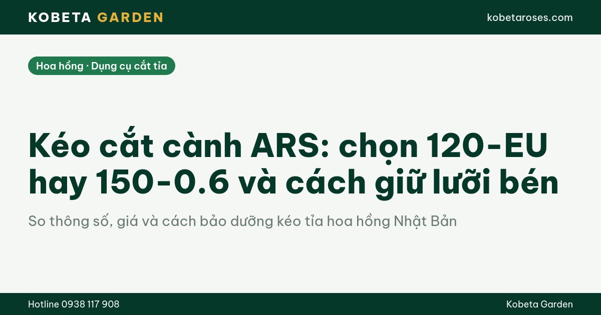 Hình ảnh bài viết