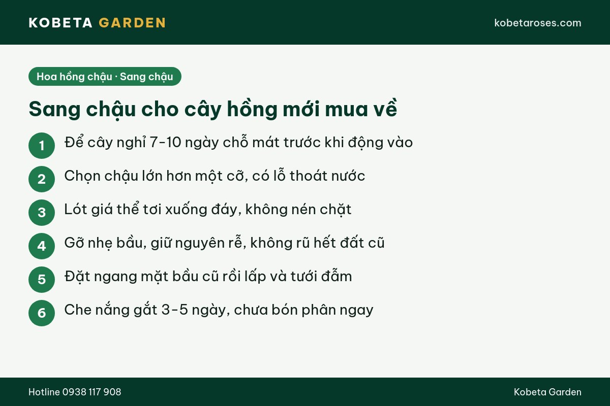 Hình ảnh bài viết