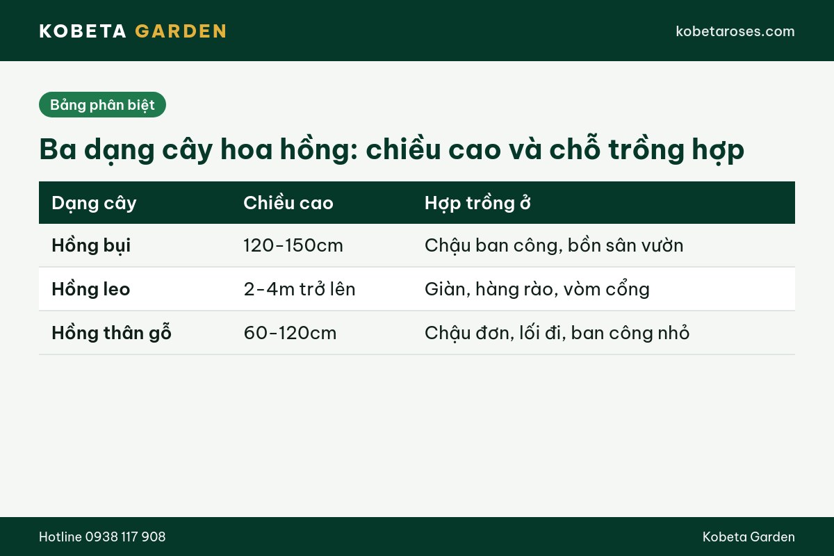 Hình ảnh bài viết