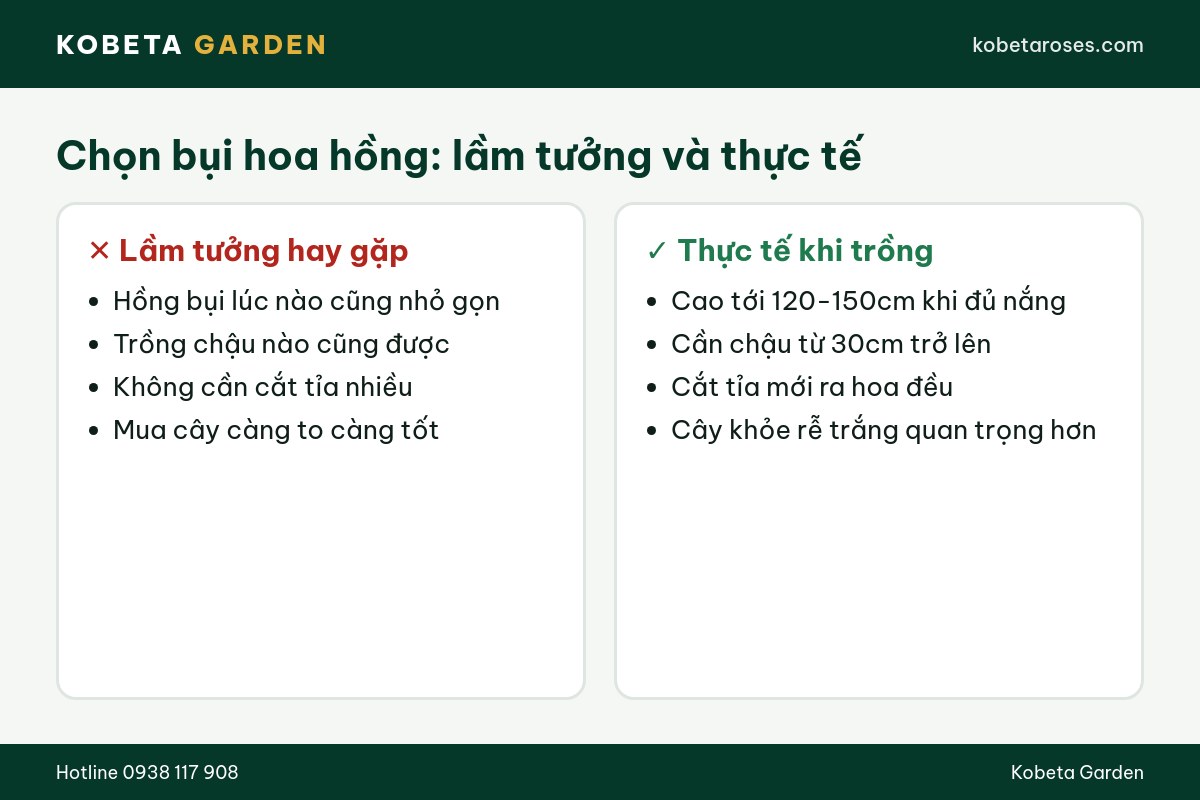 Hình ảnh bài viết
