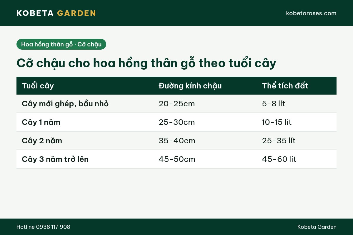Hình ảnh bài viết