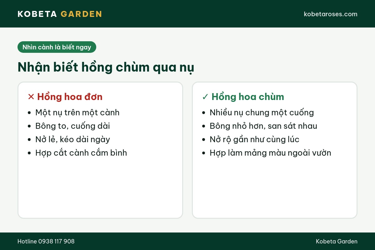 Hình ảnh bài viết