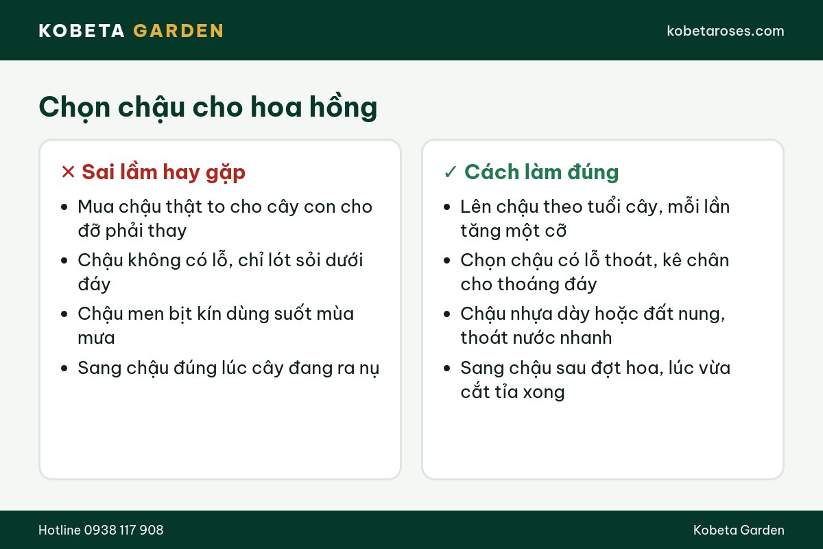 Hình ảnh bài viết
