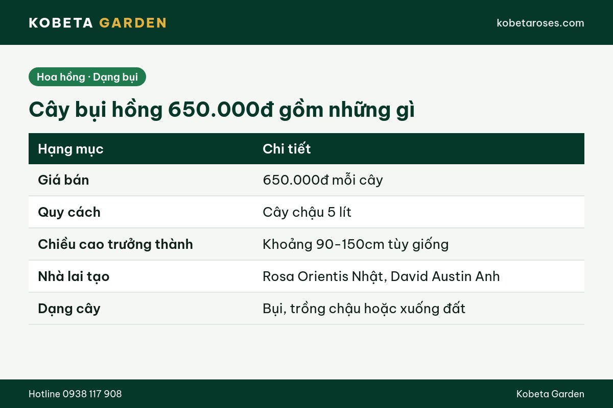 Hình ảnh bài viết