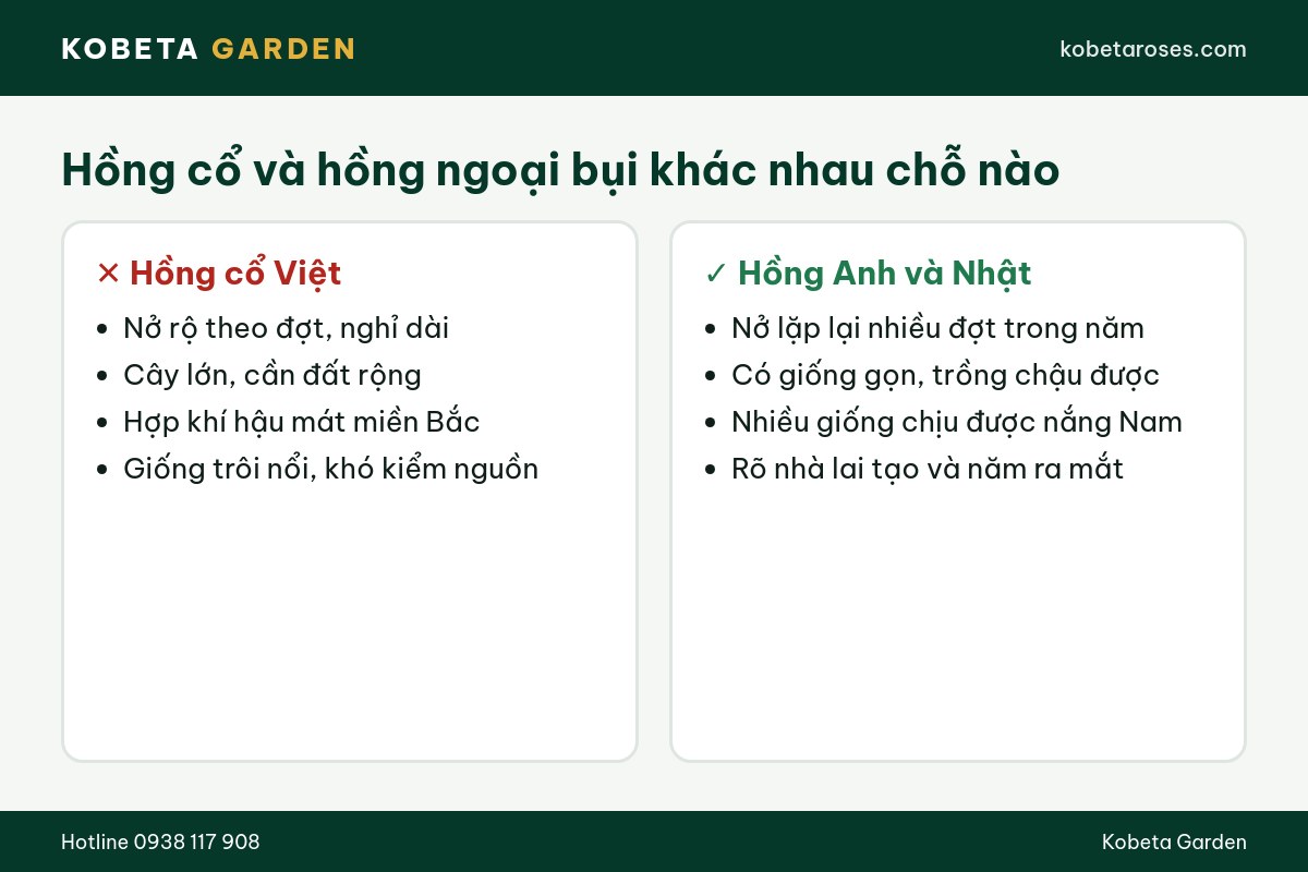 Hình ảnh bài viết