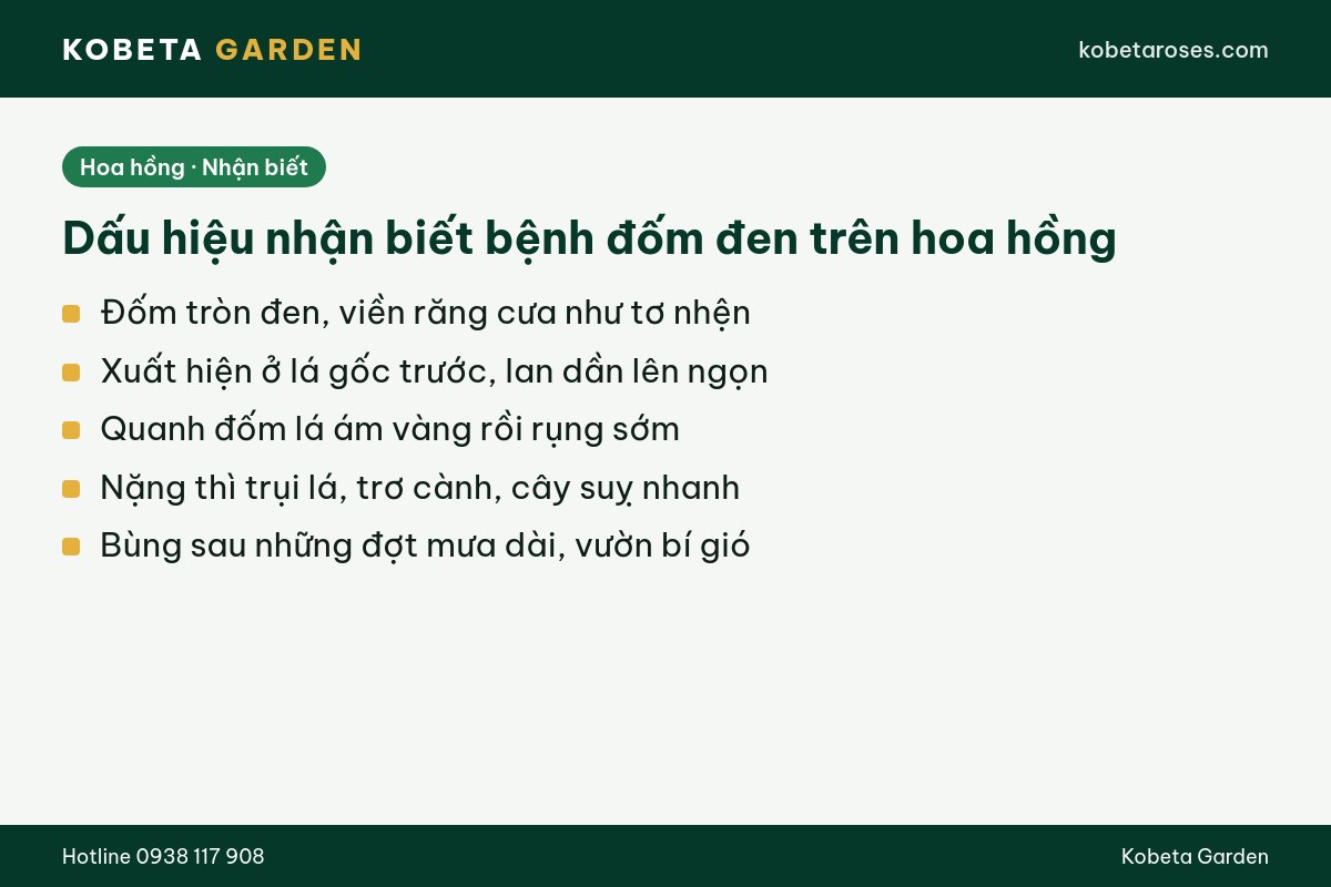 Hình ảnh bài viết
