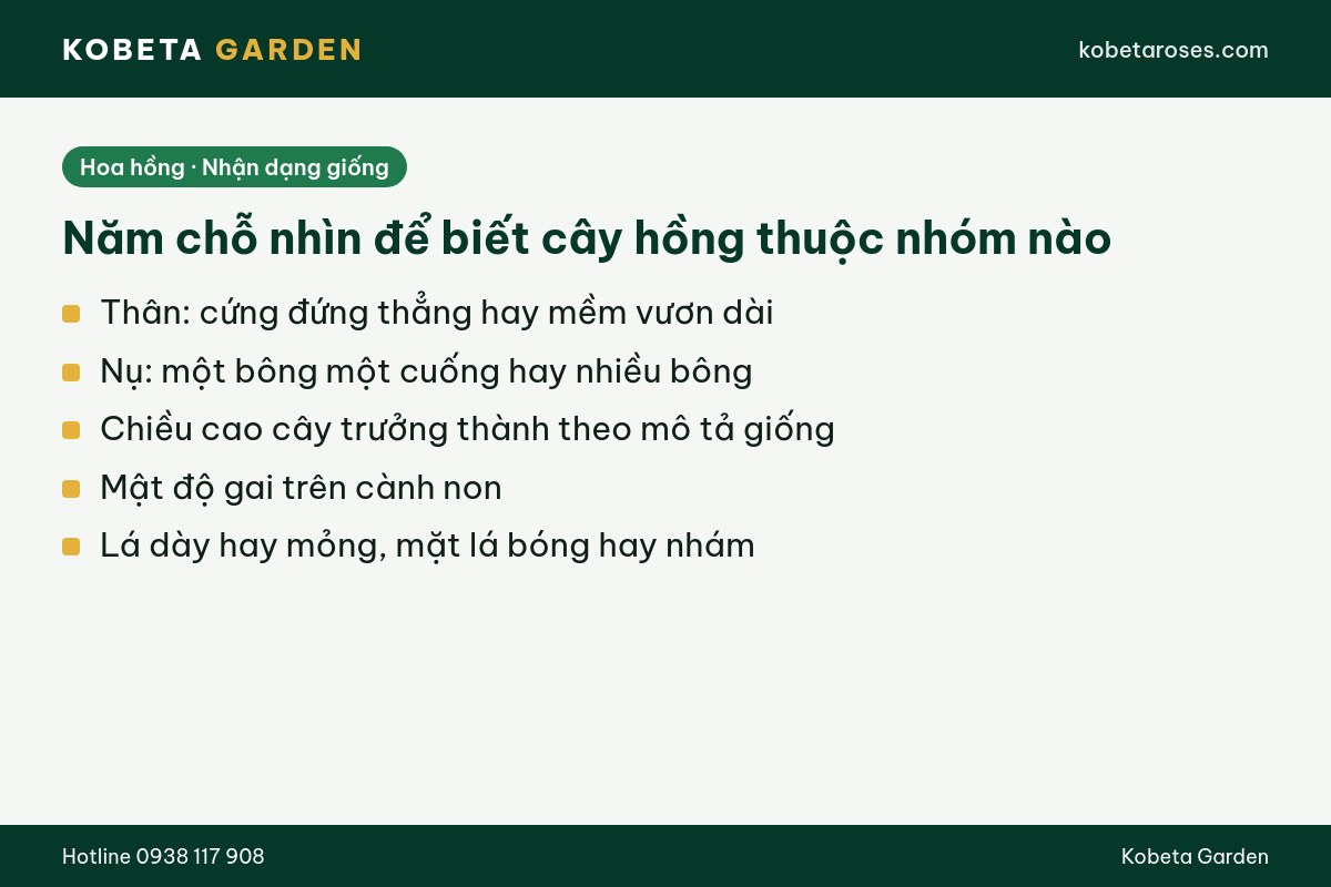 Hình ảnh bài viết