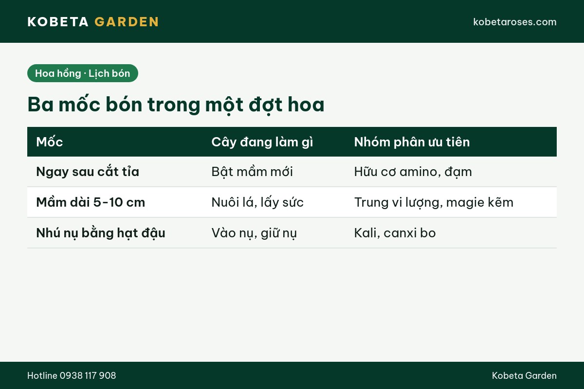 Hình ảnh bài viết