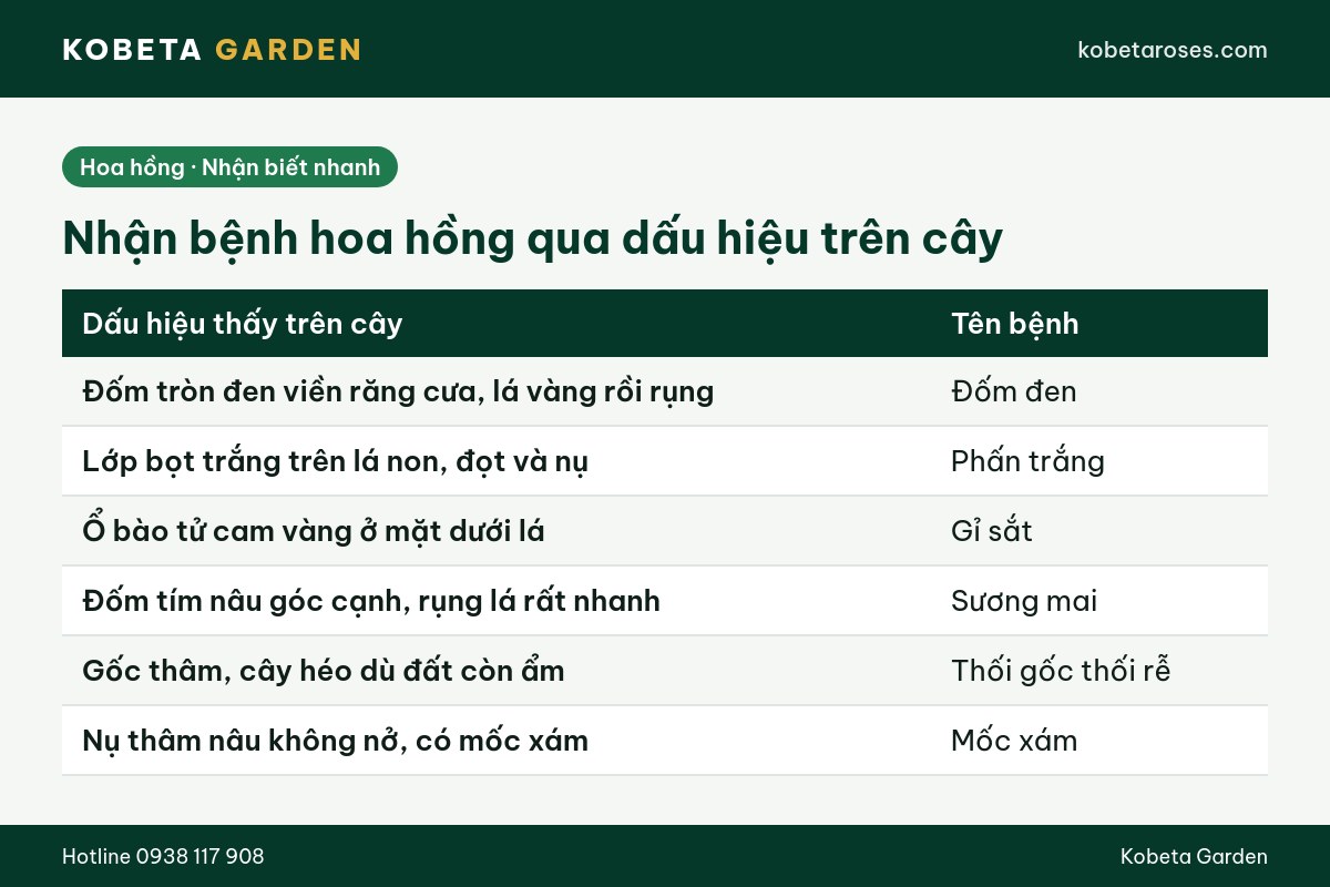 Hình ảnh bài viết