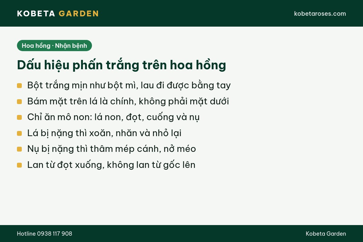 Hình ảnh bài viết