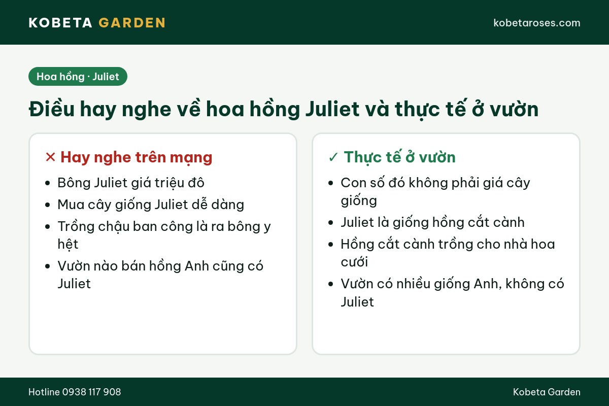 Hình ảnh bài viết