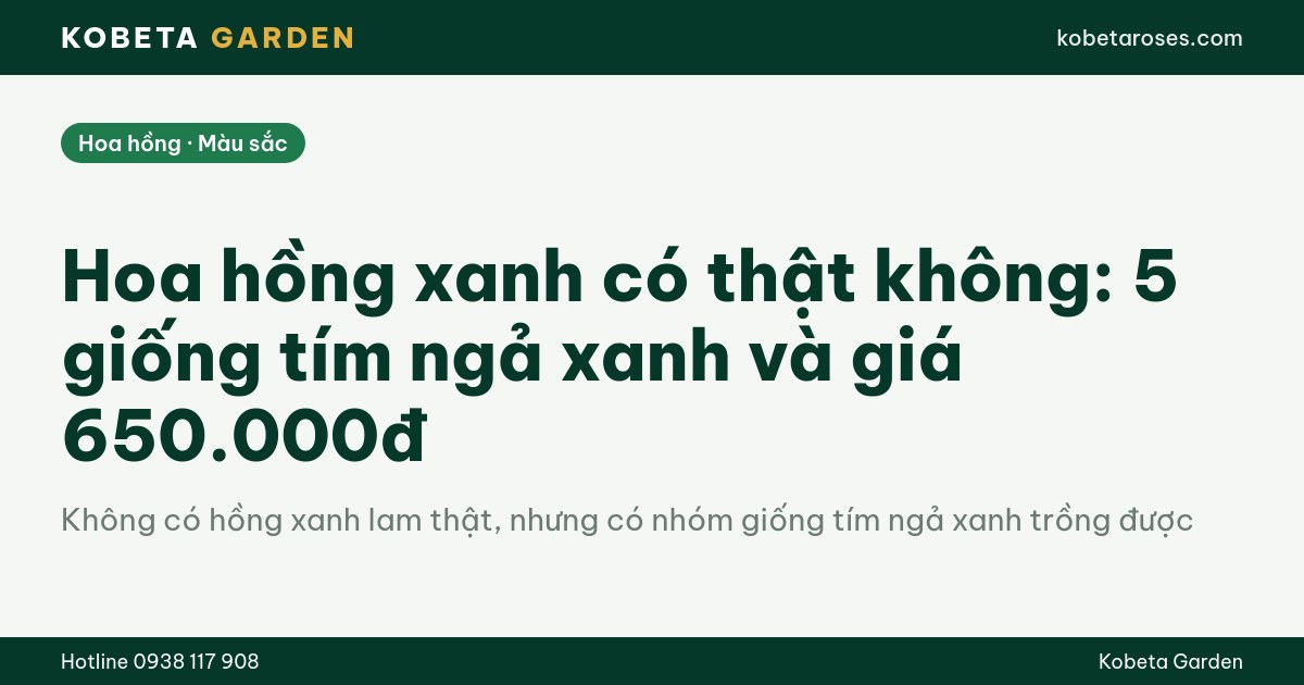 Hình ảnh bài viết