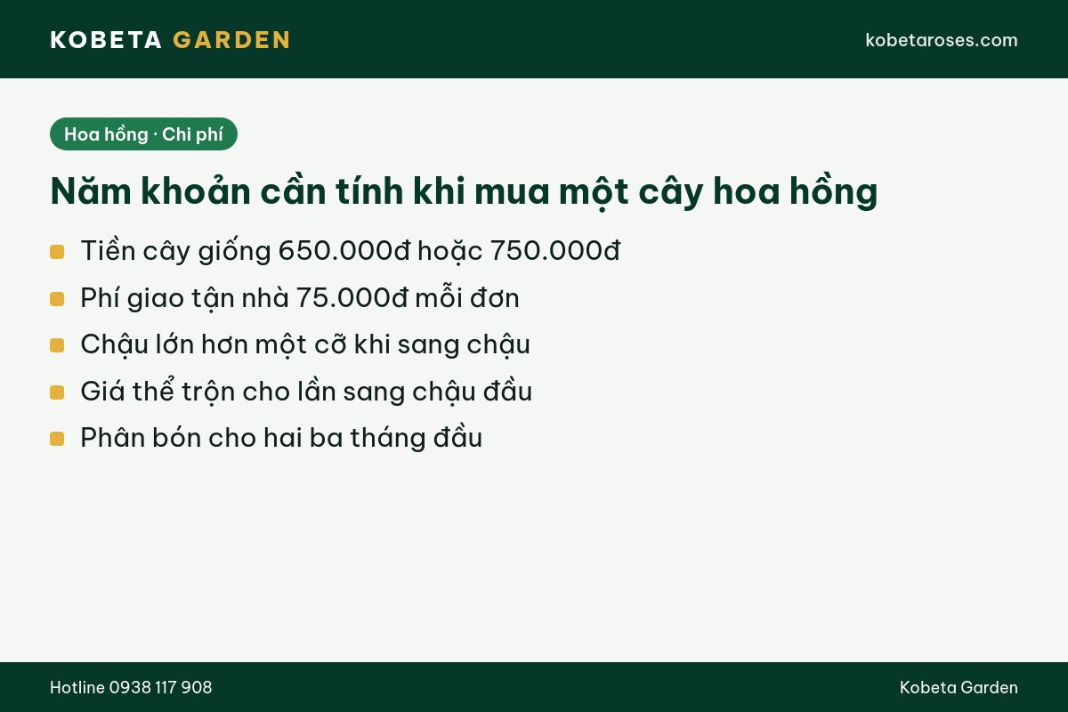 Hình ảnh bài viết