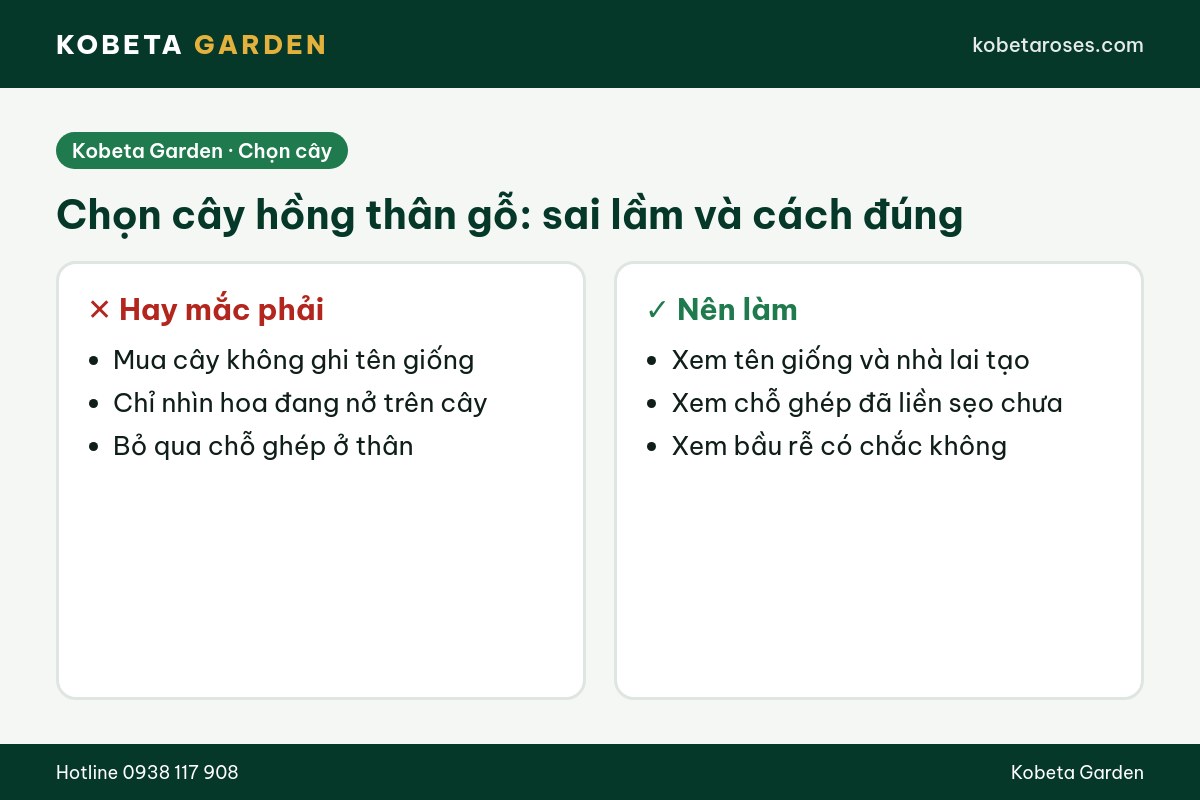 Hình ảnh bài viết