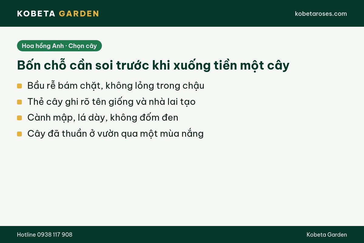 Hình ảnh bài viết
