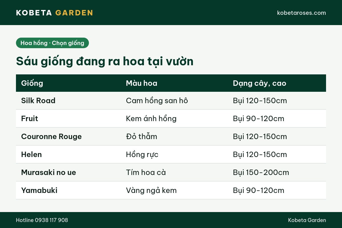 Hình ảnh bài viết
